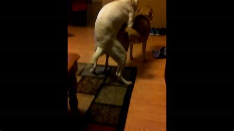 dog humping girl|Dog keeps humping girlfriend : r/caninebehavior